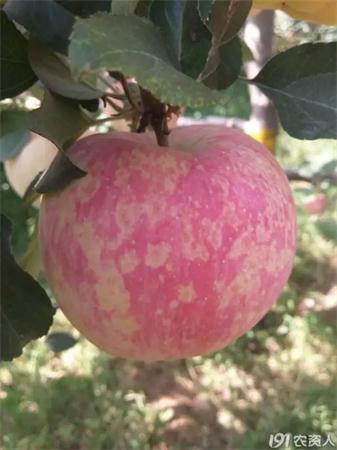 苹果花脸病 苹果花脸病